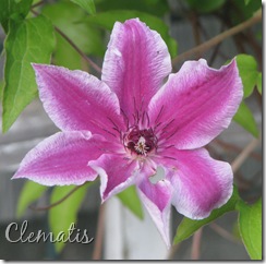 May 21 Clematis