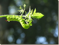 IMG_0804 IMG_0804