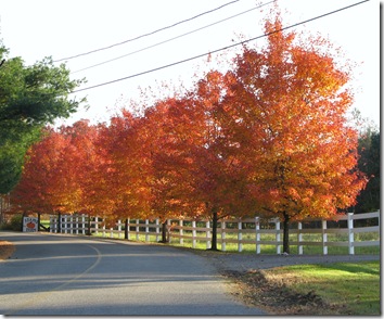 Wrentham trees