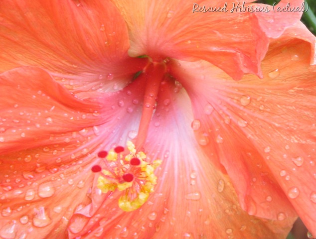 [Hibiscus FLOWER[10].jpg]