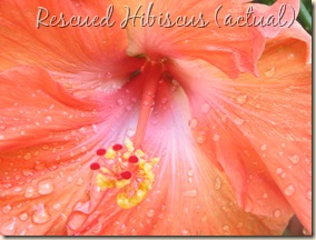Hibiscus FLOWER