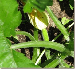 July 1 Zucchini