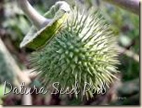 Datura - Seed Pod