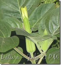 July 22 Datura