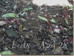 0908 Beets