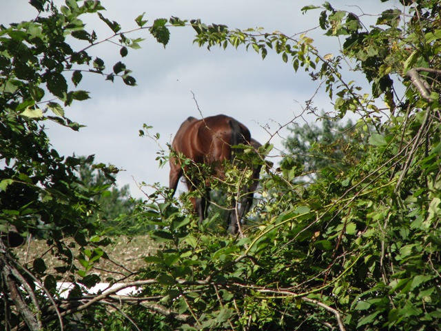 [09 12 Horse on a hill[2].jpg]