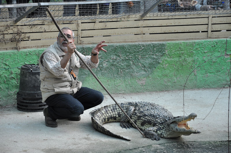 Процесс общения дрессировщика с крокодилом