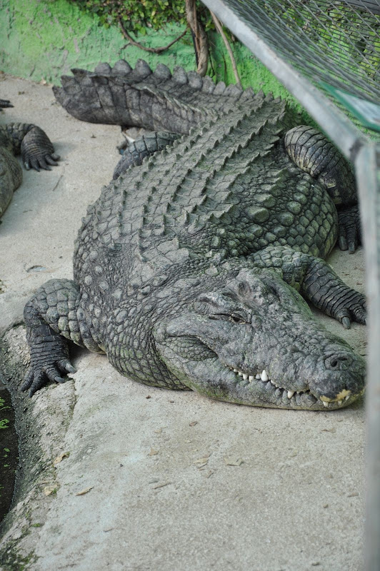 85-летний крокодил