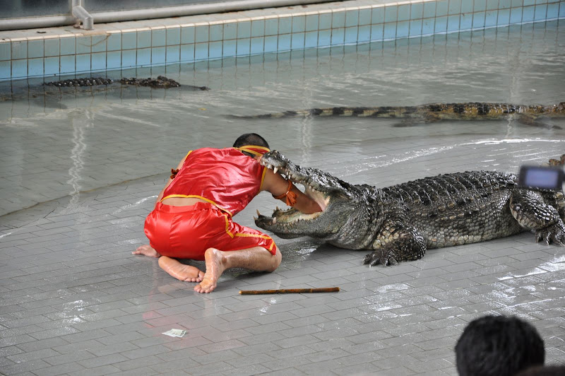 Крокодиловое шоу в парке миллионолетних камней в Паттайе