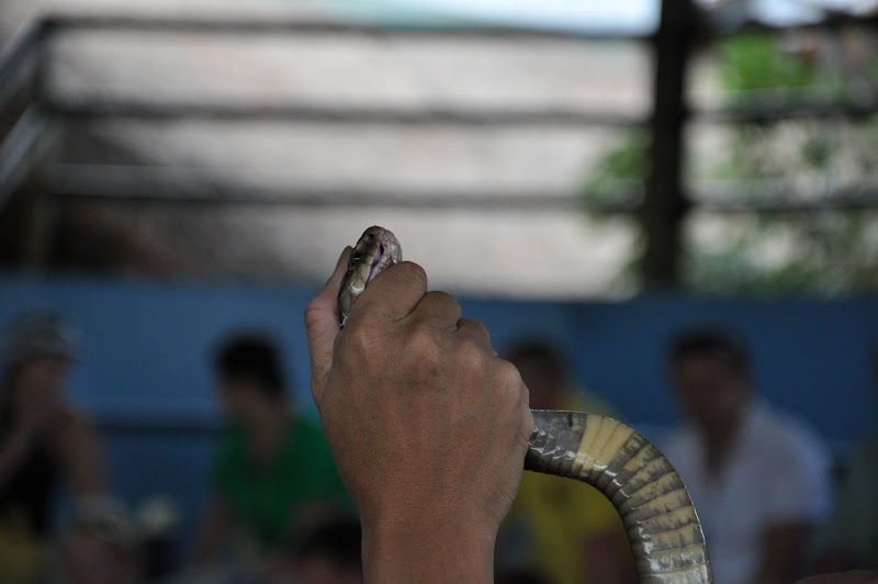 Шоу со змеями в Паттайе