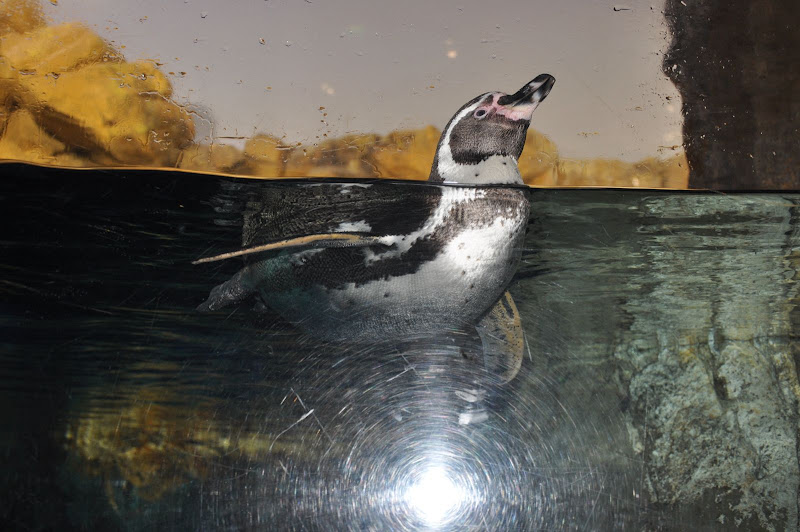 Пингвин в океанариуме Барселоны