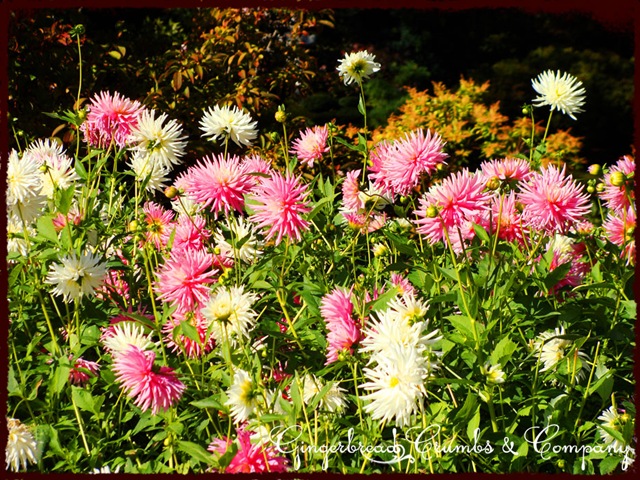 [row-of-dalias[3].jpg]