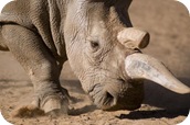 northern_white_rhino