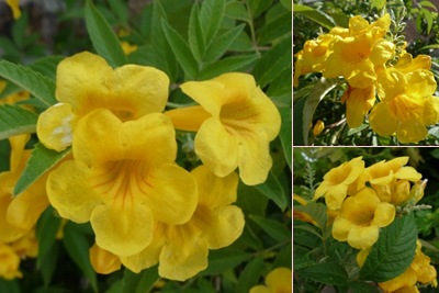 Ver flores amarelas