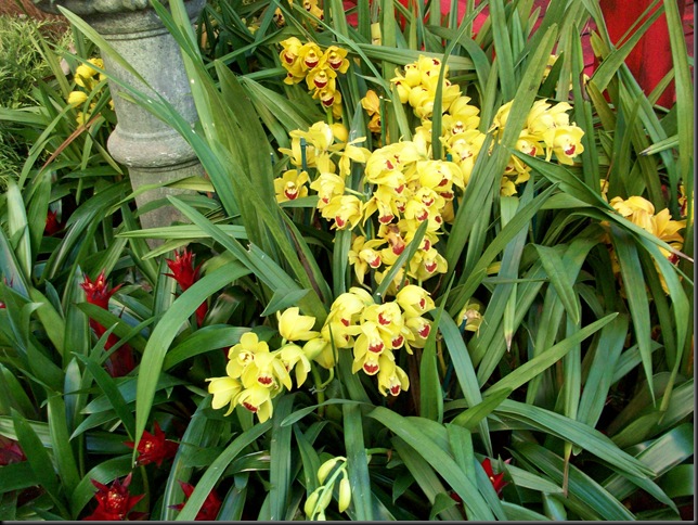 bellagio chinese orchids bellagio chinese orchids