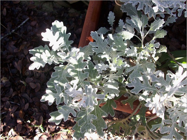 dusty miller