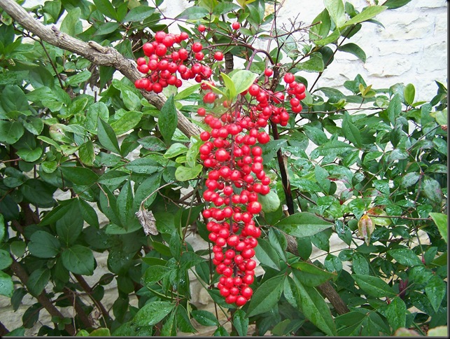 nandina