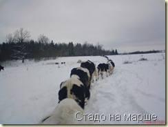 Организованной толпой коровы шли на водопой (на нашу речку)