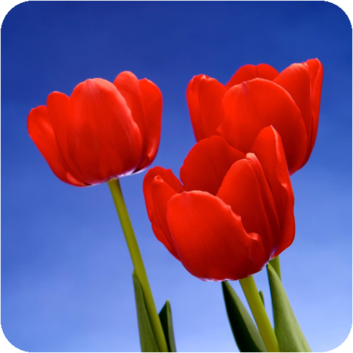 Tulip Wallpapers 攝影 App LOGO-APP開箱王