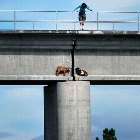 [Chèvres sur un pont-1[3].jpg]
