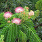 Rain tree