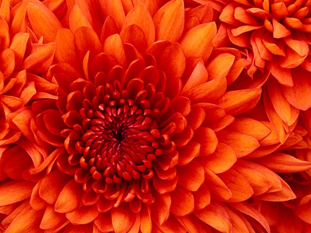 [Chrysanthemum[4].jpg]