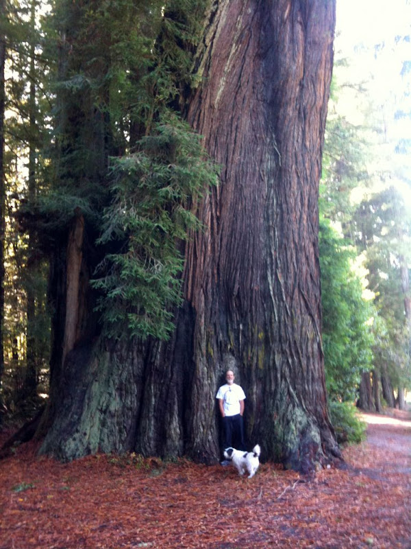 Paul and a Redwood