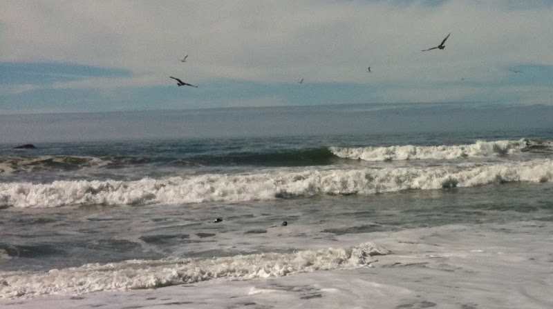 Some seals paying in the surf