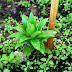 New Plantation
