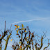 Sky Trace Sky Trace