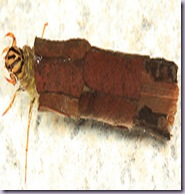 clip_image005