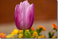 DSC_2267 DSC_2267