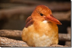 DSC_1942 DSC_1942
