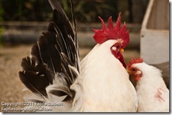 DSC_1937 DSC_1937
