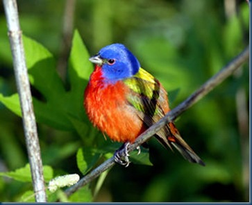 Painted bunting Painted bunting