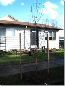 Newly Planted Cascara 4298619071_4b81831d6c_b