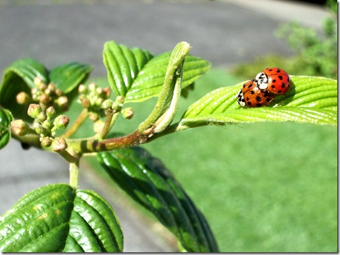 Ladybug Love IMGP6137