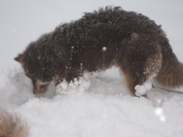 [Snøball[2].jpg]