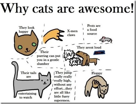 Why Cats are Awesome