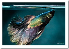 Betta-Fish-Picture-26