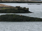 seal17.jpg