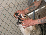 wolftalk11.jpg