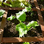 Broccoli (Di Cicco)