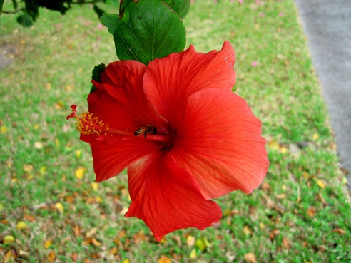 [redflower7.jpg]
