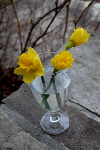 [daffodils[2].jpg]