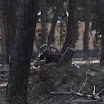 dsc0427lh.jpg