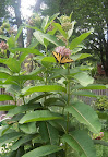 A Tiger Swallowtail butterfly drinks nectar from a milkweed flower