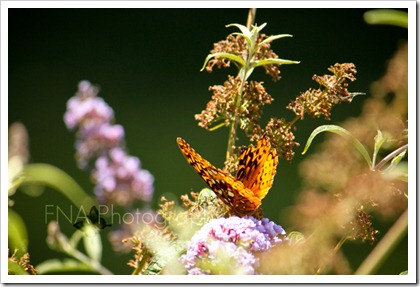 butterfly-15 butterfly-15