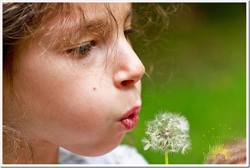 dandelions-3443 dandelions-3443