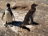 Punta Tombo Photo